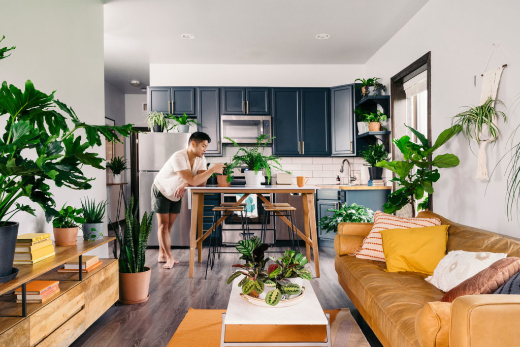 Best Plants for Apartments, Bloomscape