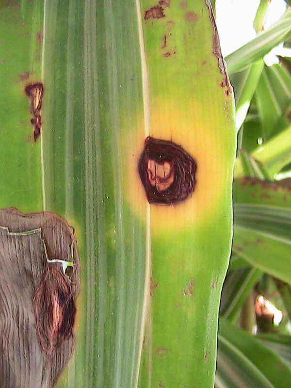 Houseplant Care: Brown spots on my Dracaena?