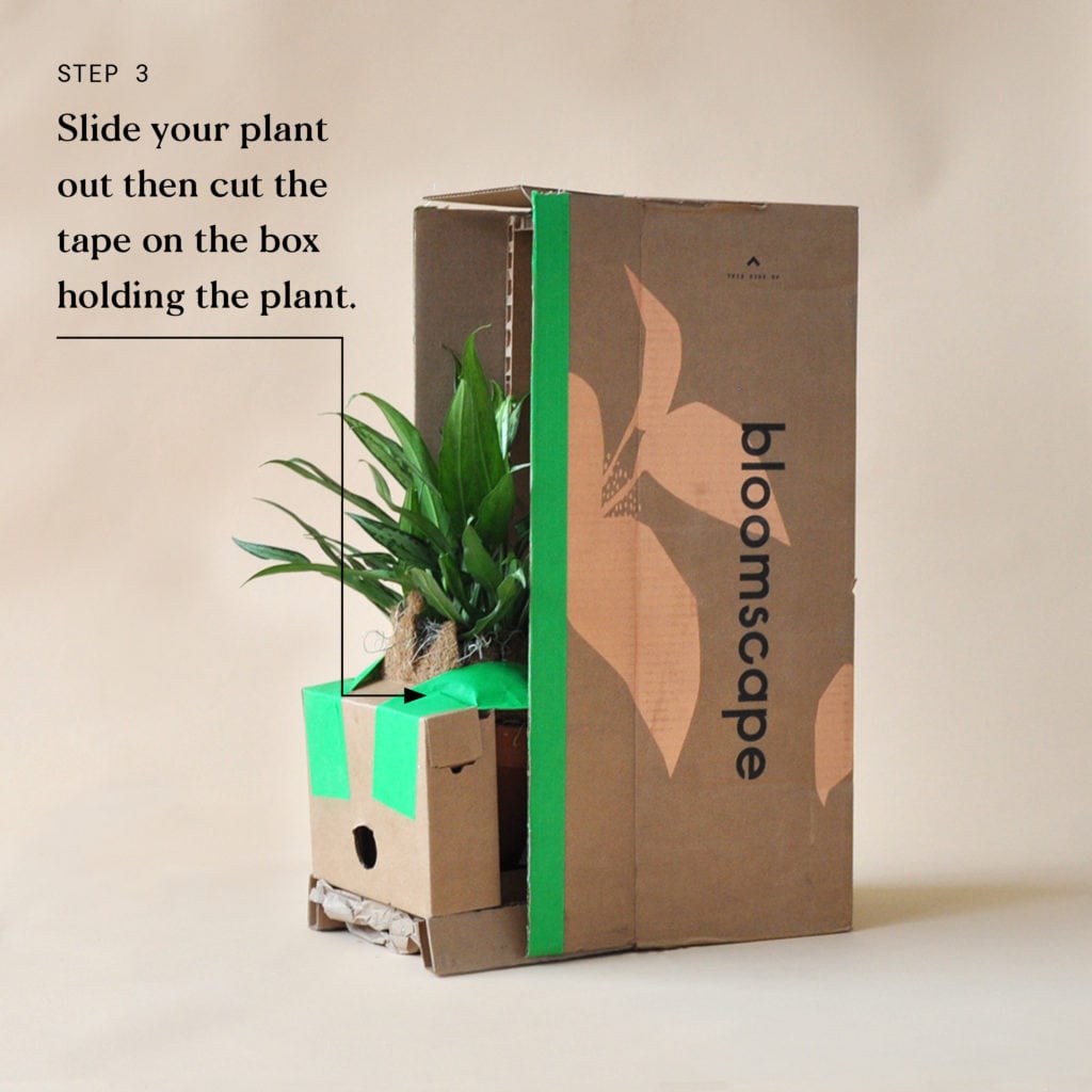 Indoor Plant Delivery Bloomscape Step 3