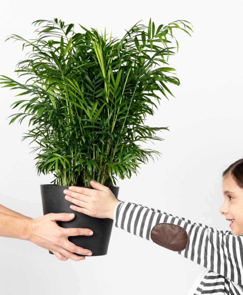 Buy Potted Bloomscape Parlor Palm Indoor Plant