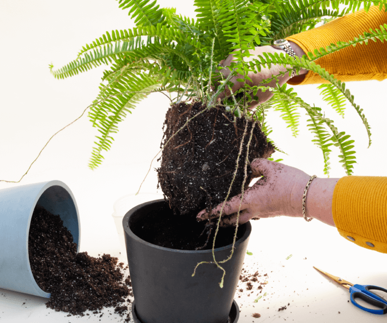 Plant Tips & How-Tos