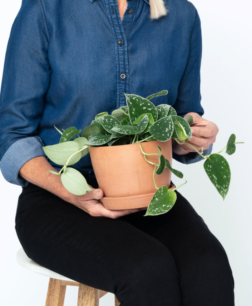 Buy Potted Silver Pothos Plant, Bloomscape