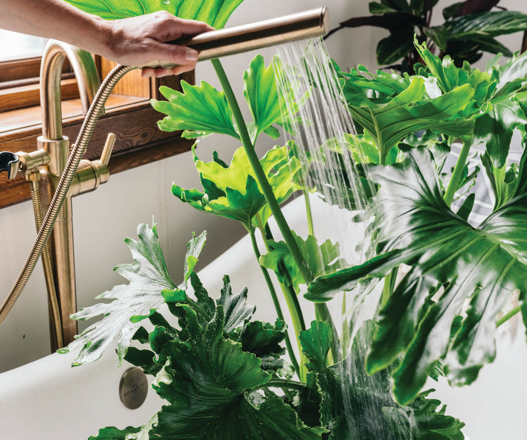 advice from plant mom: getting your plants ready for fall