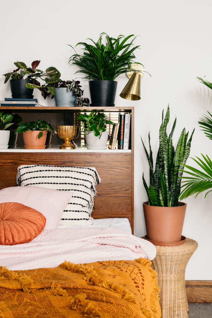 Bloomscape | Why More Plants are Better than One