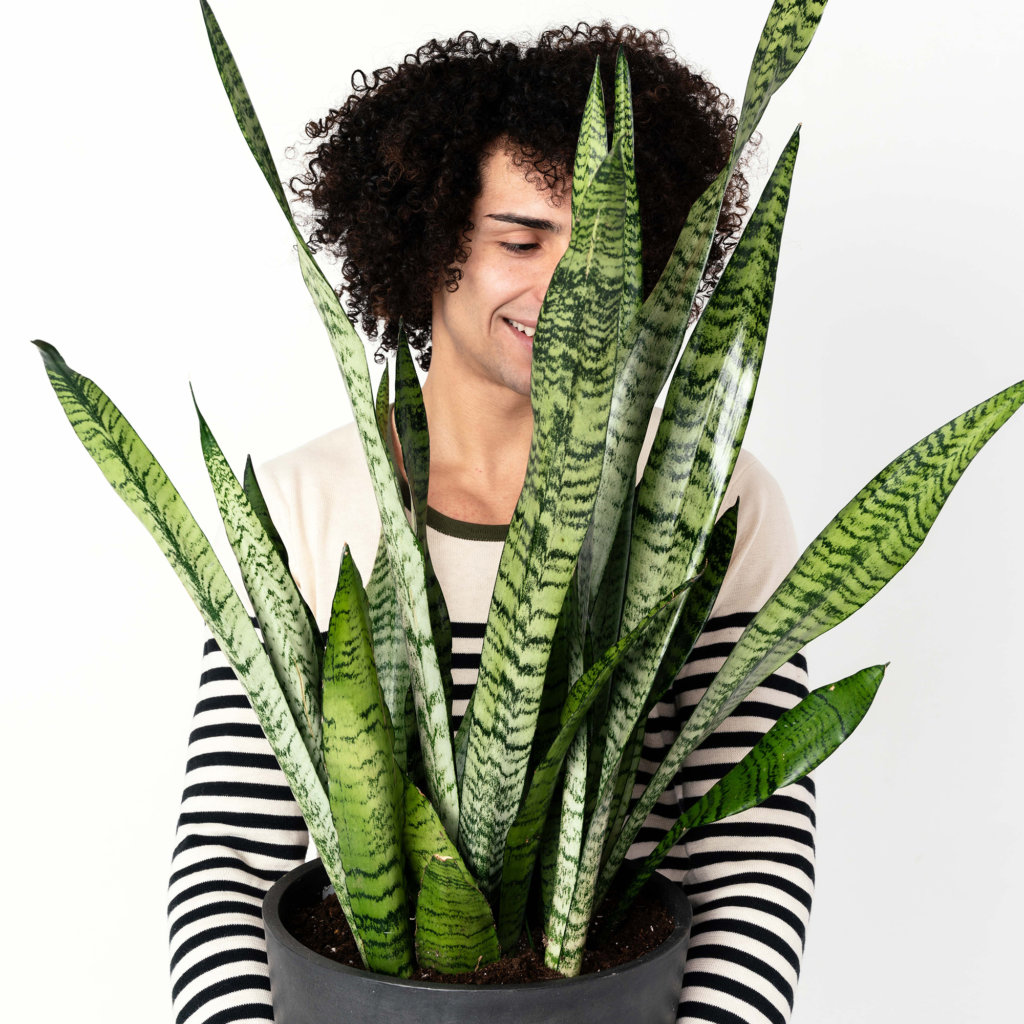 Snake Plant - Zodiac Plants for an Aries