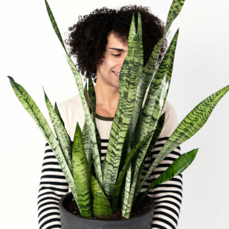 Snake Plant - Zodiac Plants for an Aries