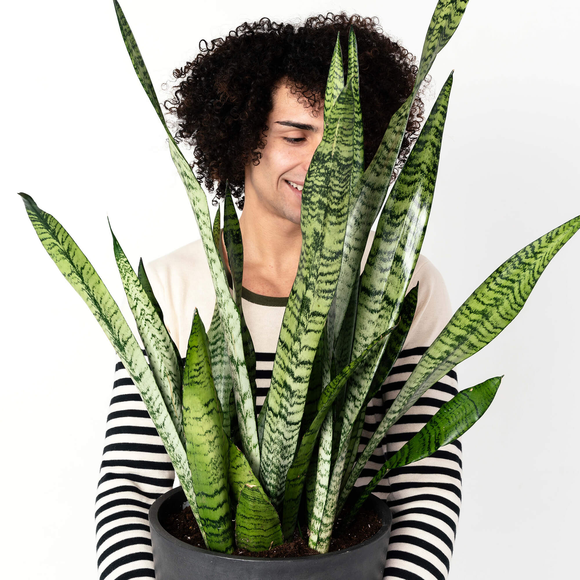 Snake Plant - Zodiac Plants for an Aries