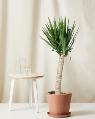 yucca clay
