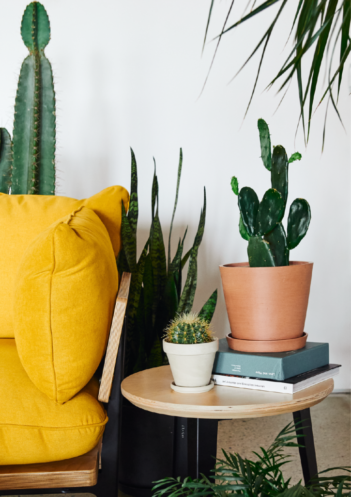 Two healthy cacti in small pots sitting on a wooden tabletop in a bright, modern home setting.