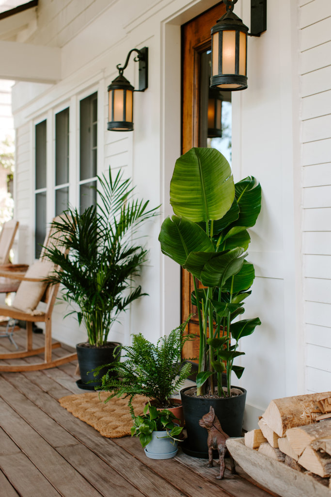Moving Indoor Plants Outside for the Summer