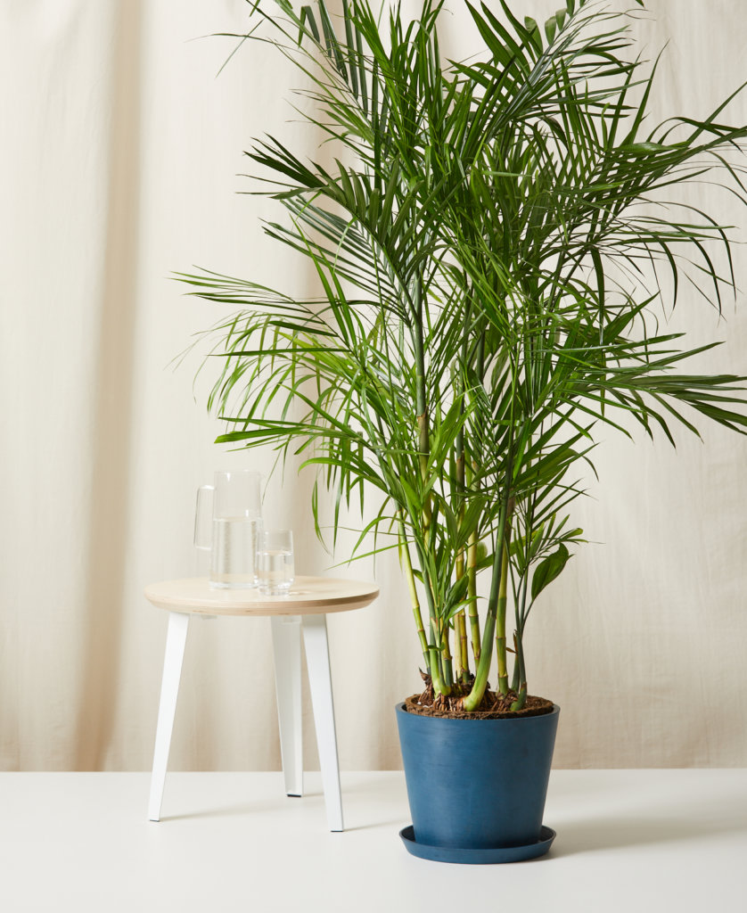 Bloomscape Bamboo Palm potted in Indigo Ecopot.