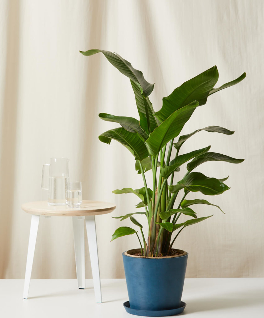 Buy Bloomscape Potted Bird Of Paradise