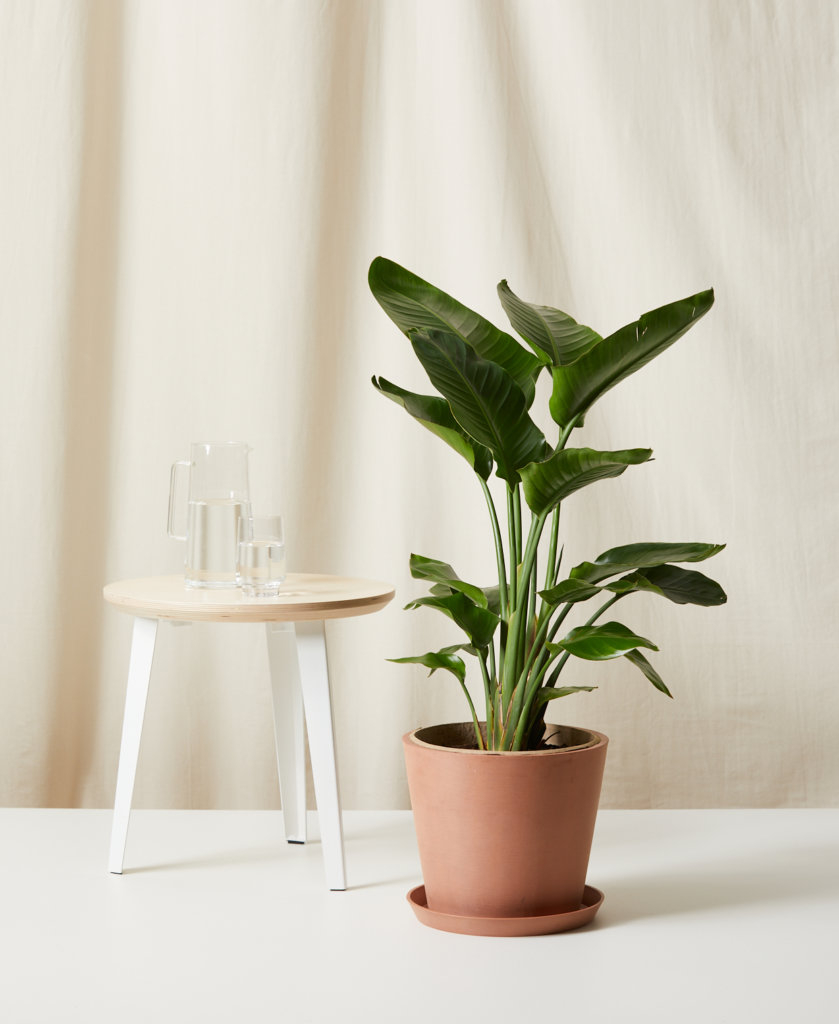 Buy Bloomscape Potted Large Bird of Paradise