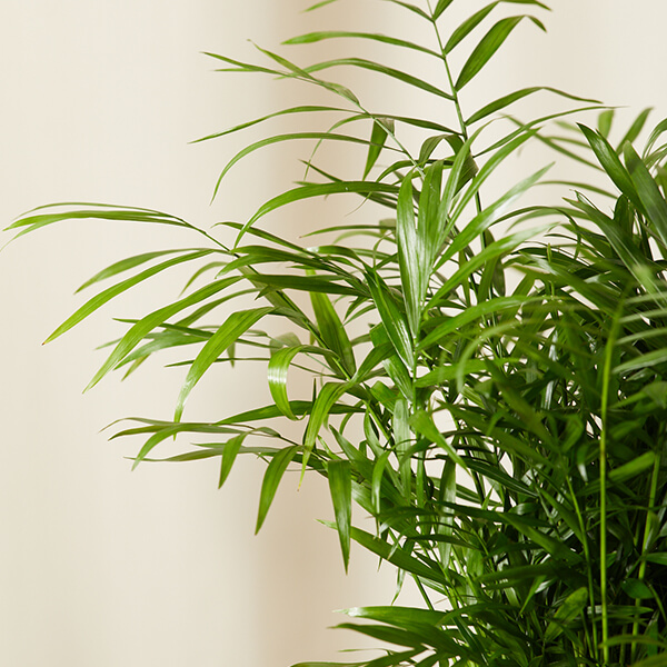Parlor Palm with soft, arching fronds