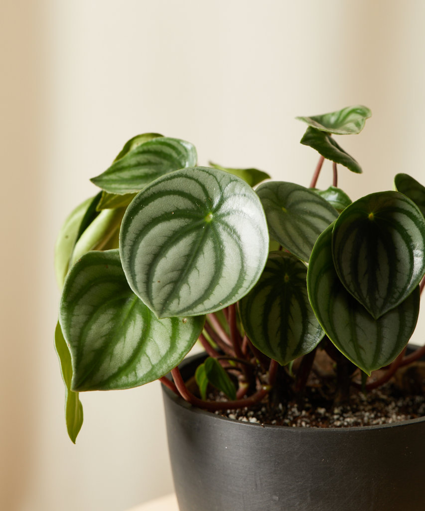 Buy Bloomscape Kid Safe Potted Peperomia Watermelon