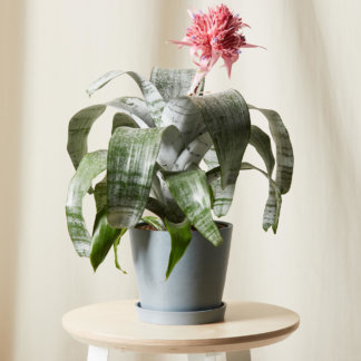 Bromeliad Silver Vase