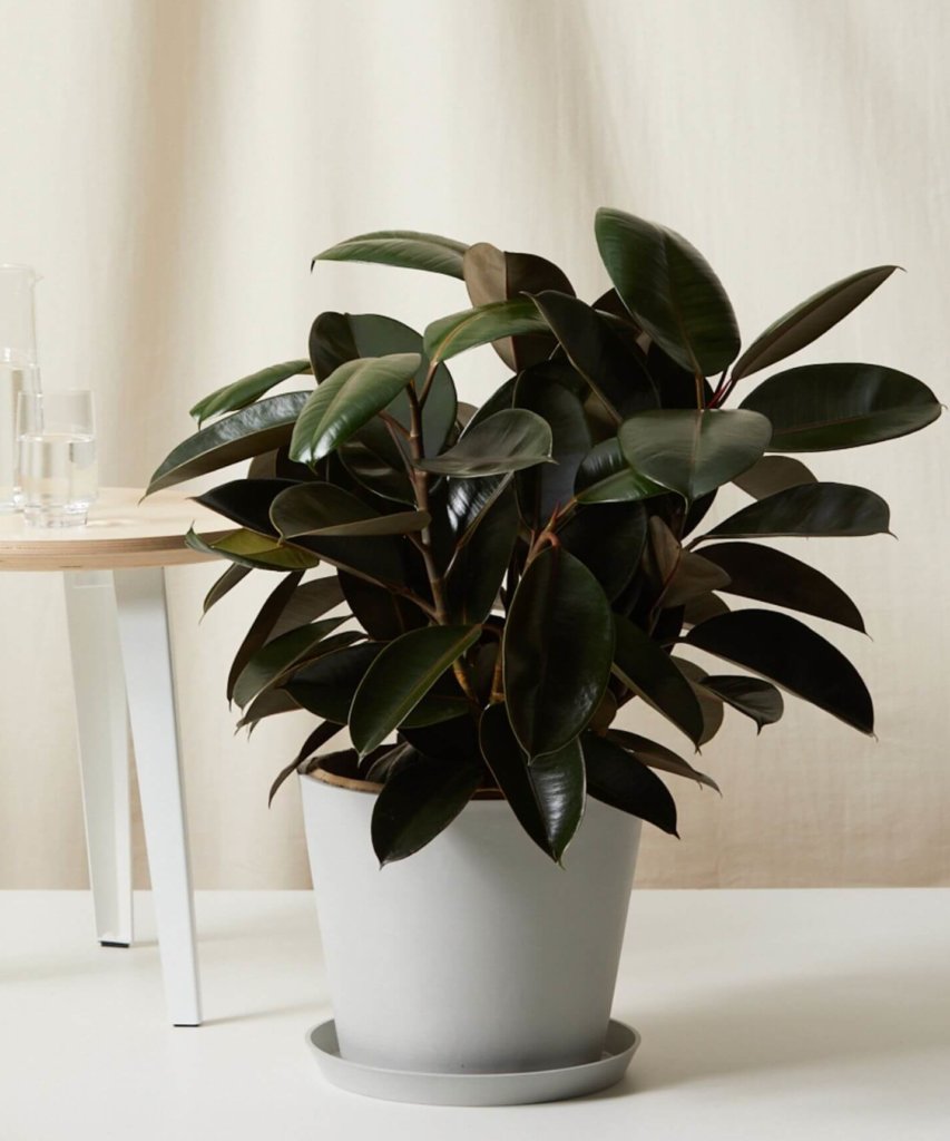 Bloomscape Large Burgundy Rubber Tree potted in Stone Ecopot.