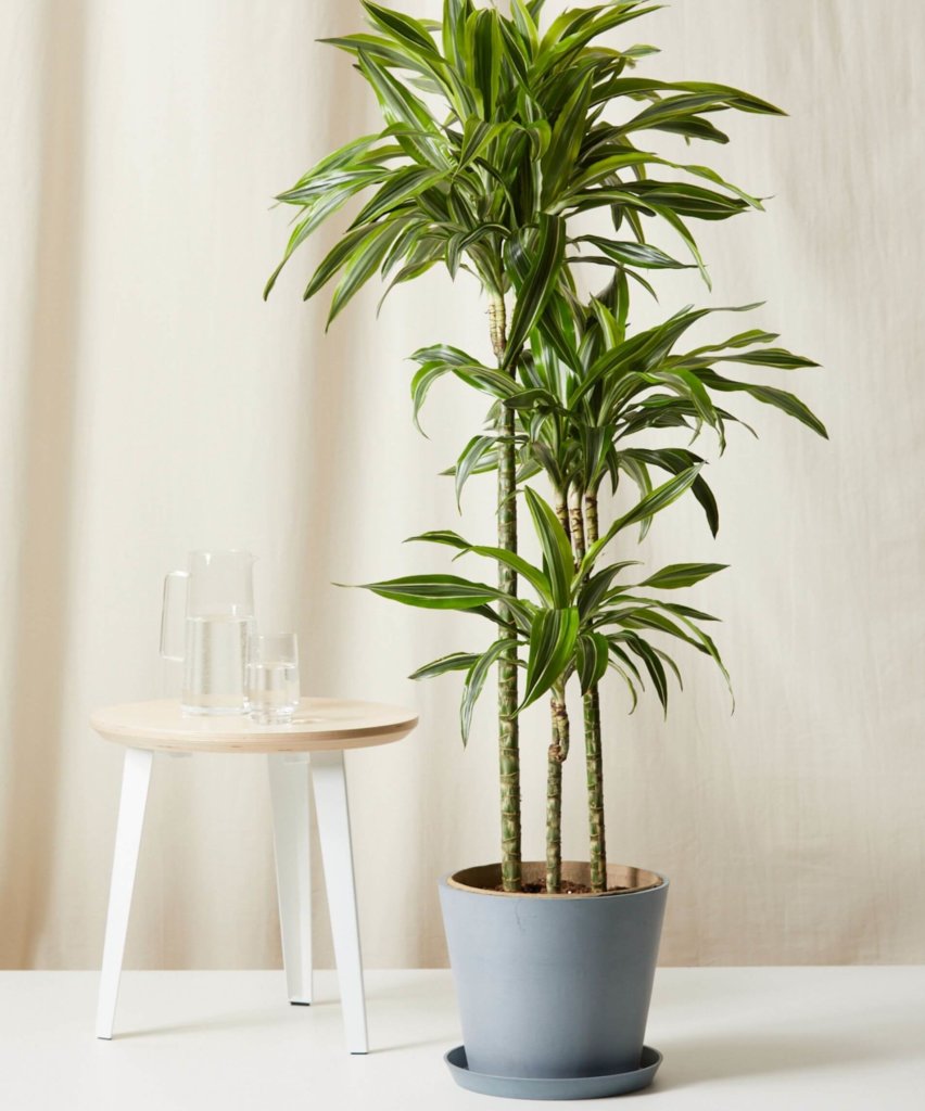 Bloomscape Extra-Large Dracaena Gold Star potted in Slate Ecopot.