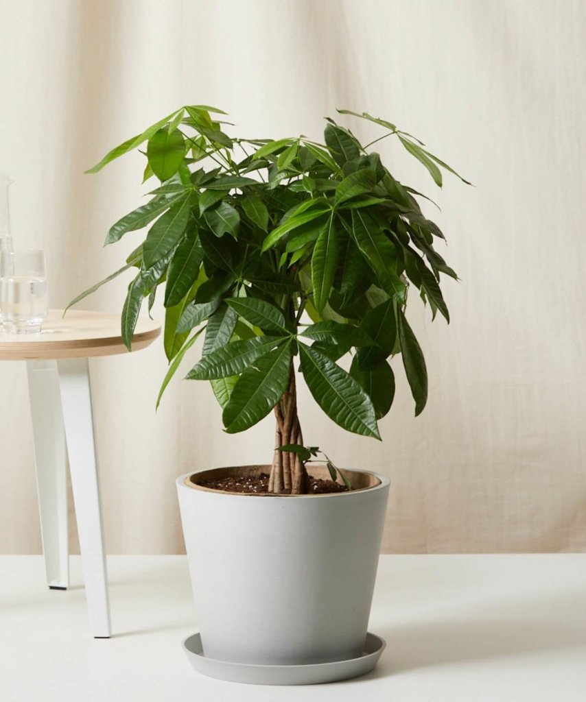 Bloomscape Large Money Tree potted in Stone Ecopot.