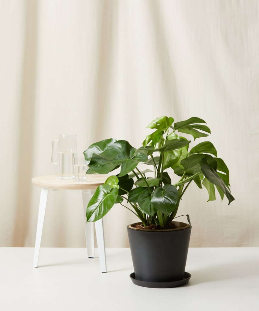 Bloomscape Large Monstera potted in Charcoal Ecopot.