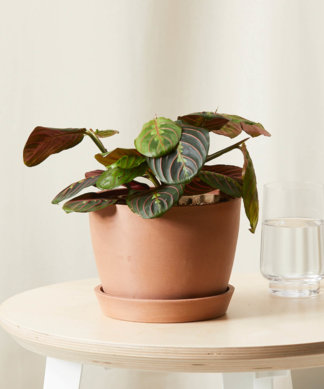 Red Prayer Plant