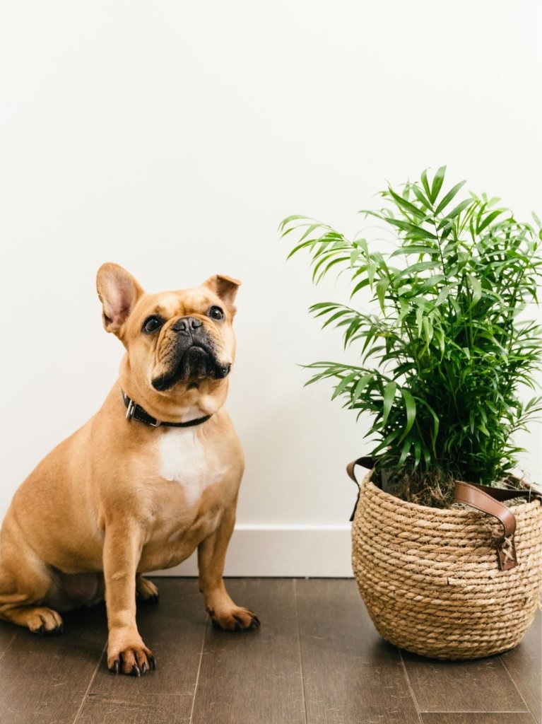 Pet-Friendly