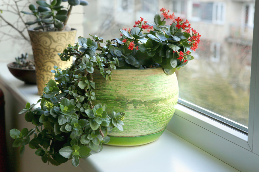 Flaming Katy plant on a windowsill