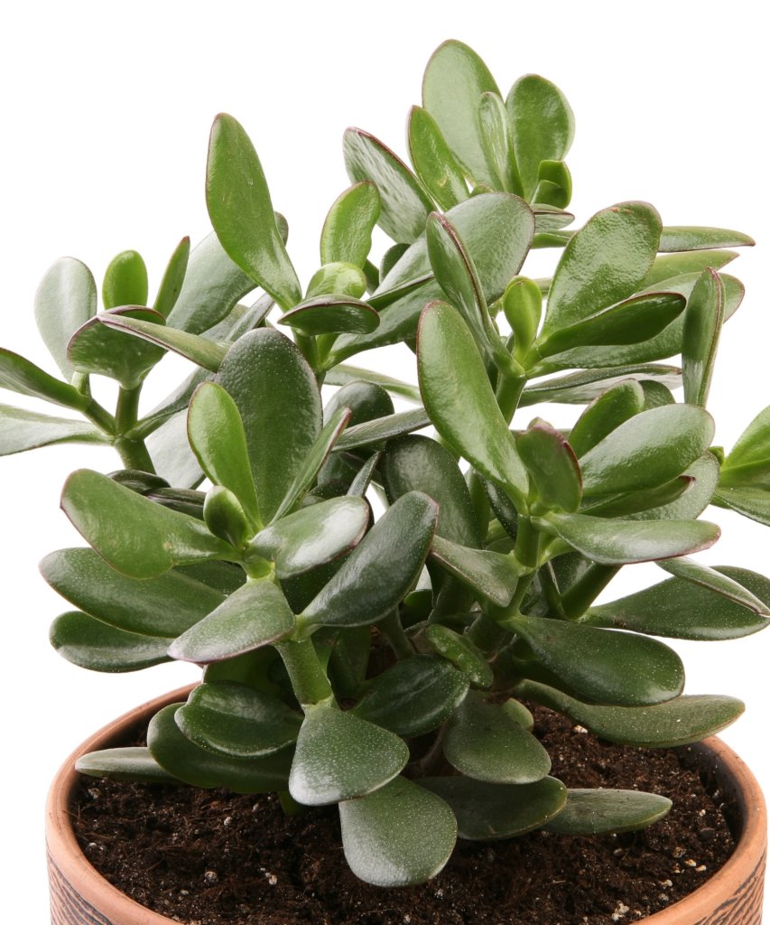 Jade Plant - Zodiac Plants for a Taurus