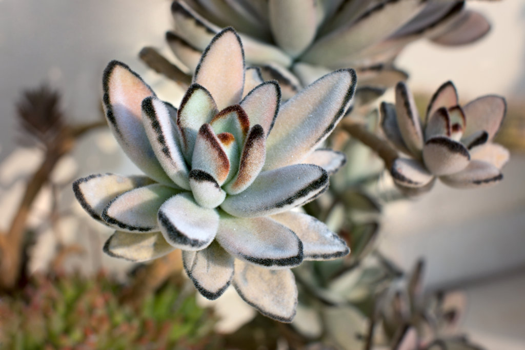 Detail image of the Panda Plant