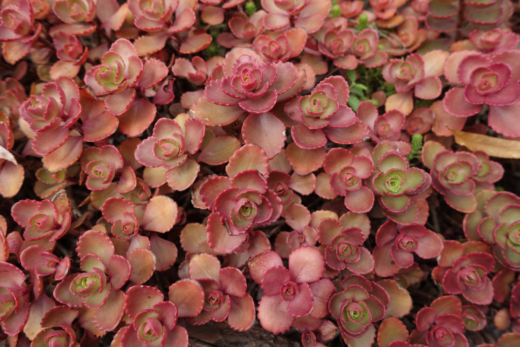 Detail of Two-row Stonecrop