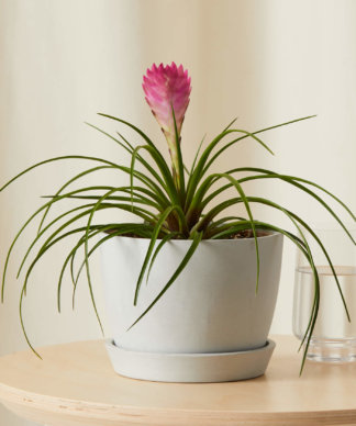 Bromeliad Summer