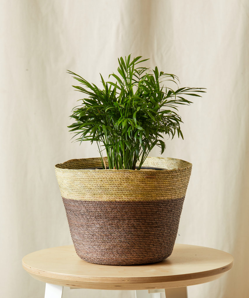 Parlor Palm in Decorative Basket - Bloomscape Houseplants