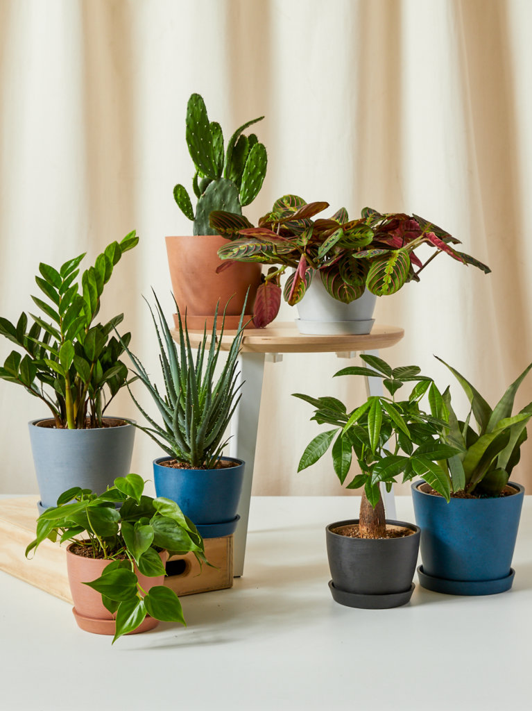 Bloomscape plant gifts under $75 assortment
