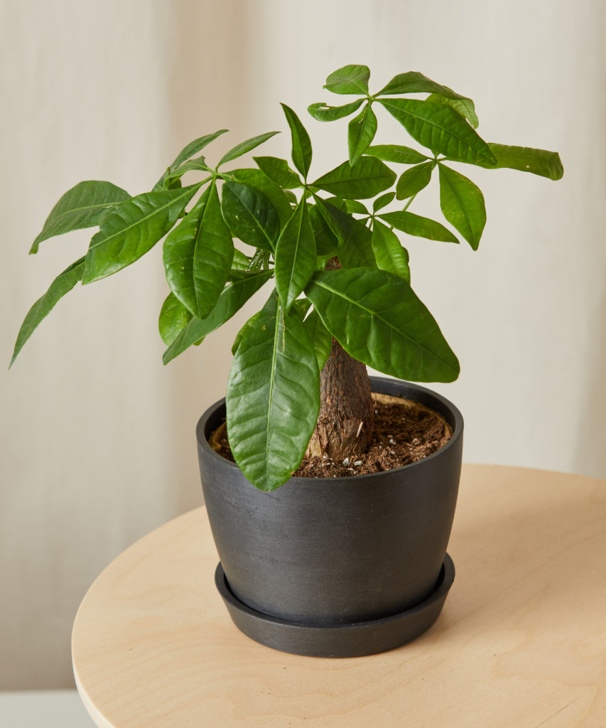 Mini Money Tree with braided trunk and small green leaves