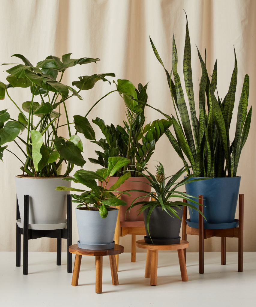 grouping of plants