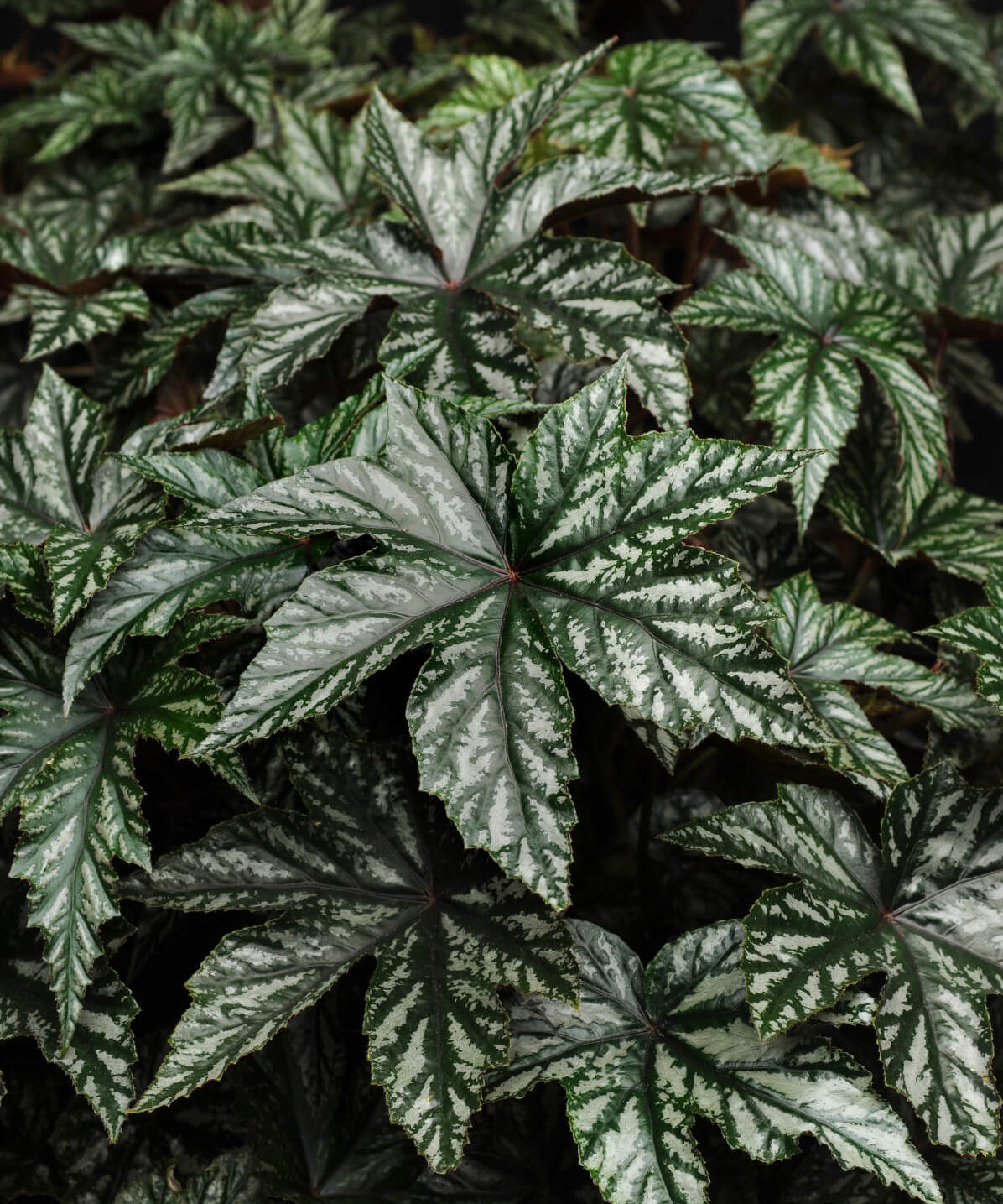 Image of Begonia
