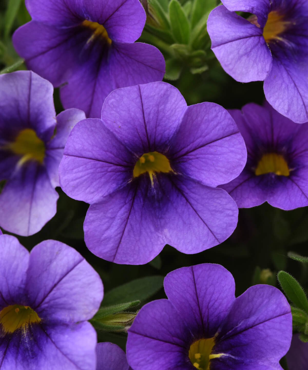 Image of Calibrachoa