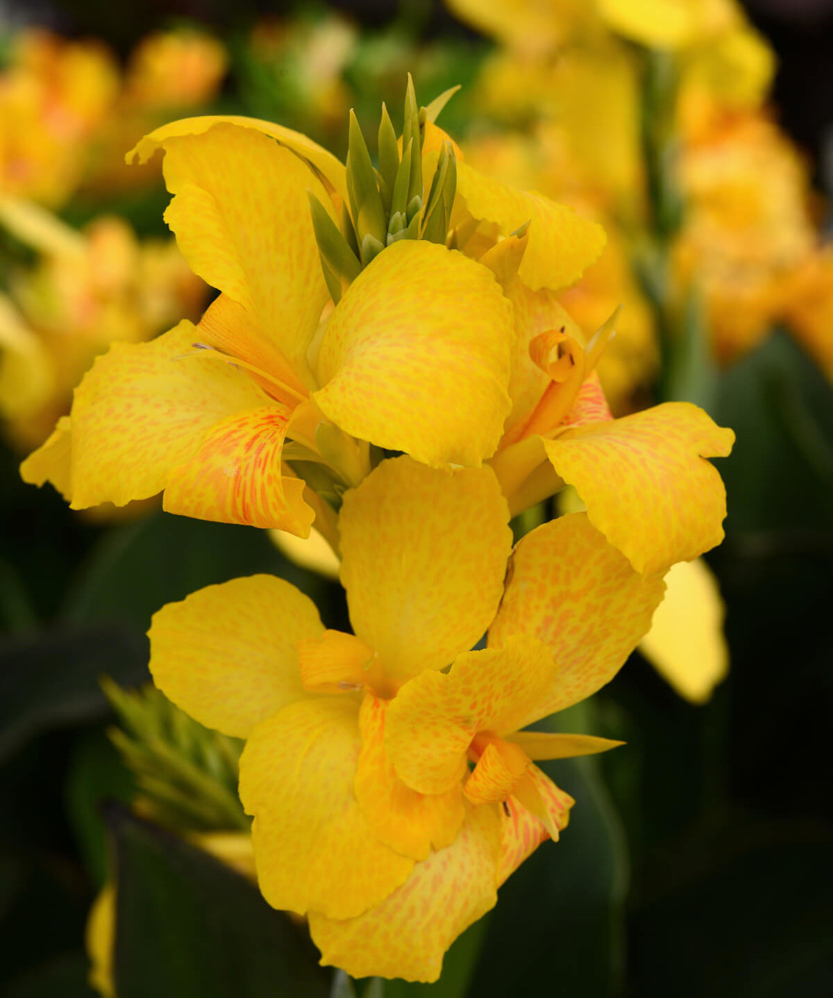 Image of Canna