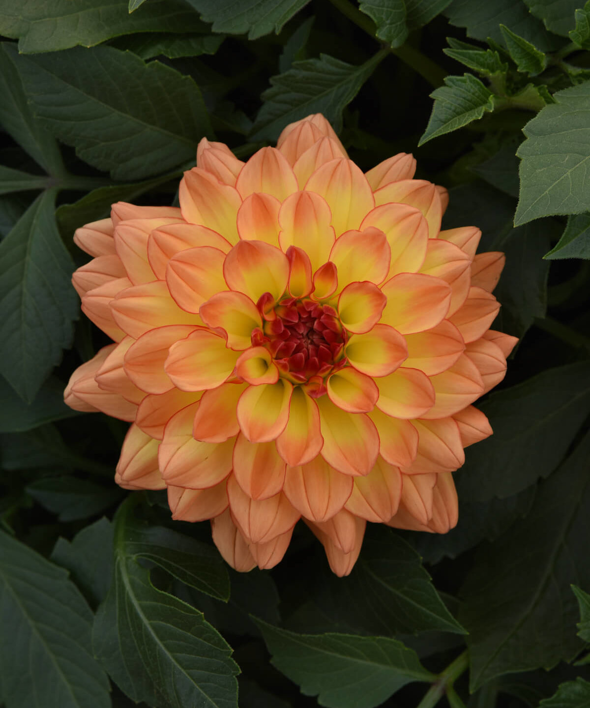 Image of Dahlia