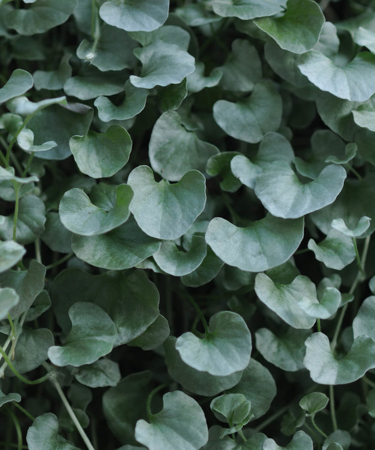 Image of Dichondra