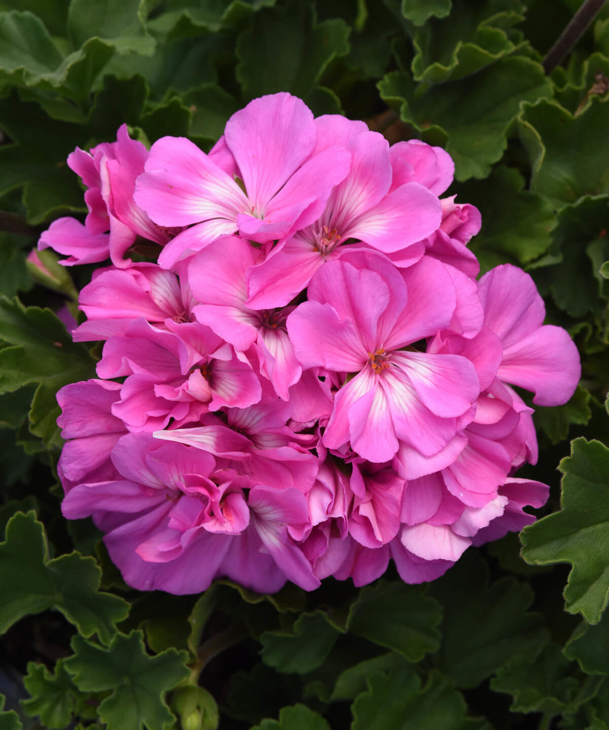 Image of Geranium