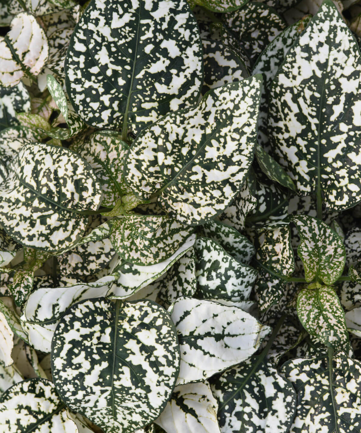Image of Polka Dot Plant