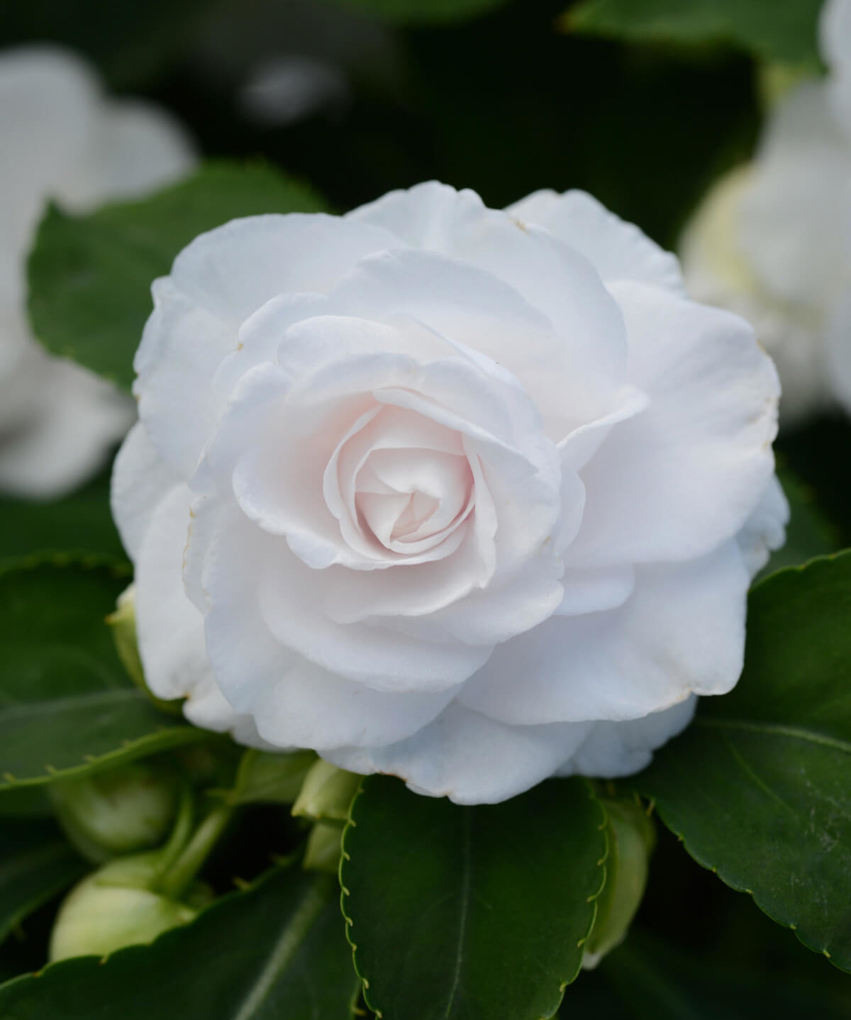 Image of Impatiens