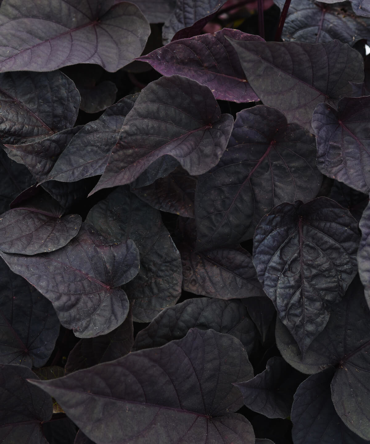 Image of Ipomoea