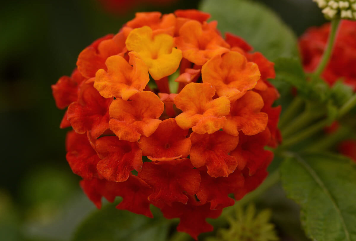 Image of Lantana