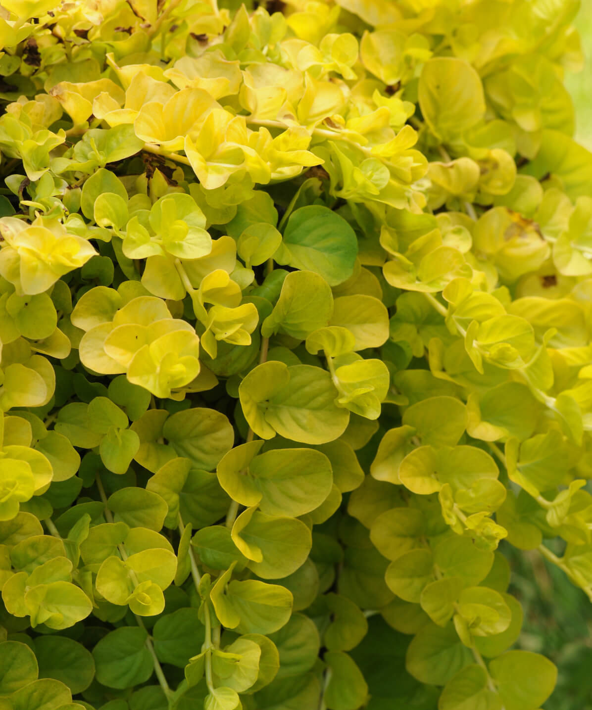 Image of Creeping Jenny
