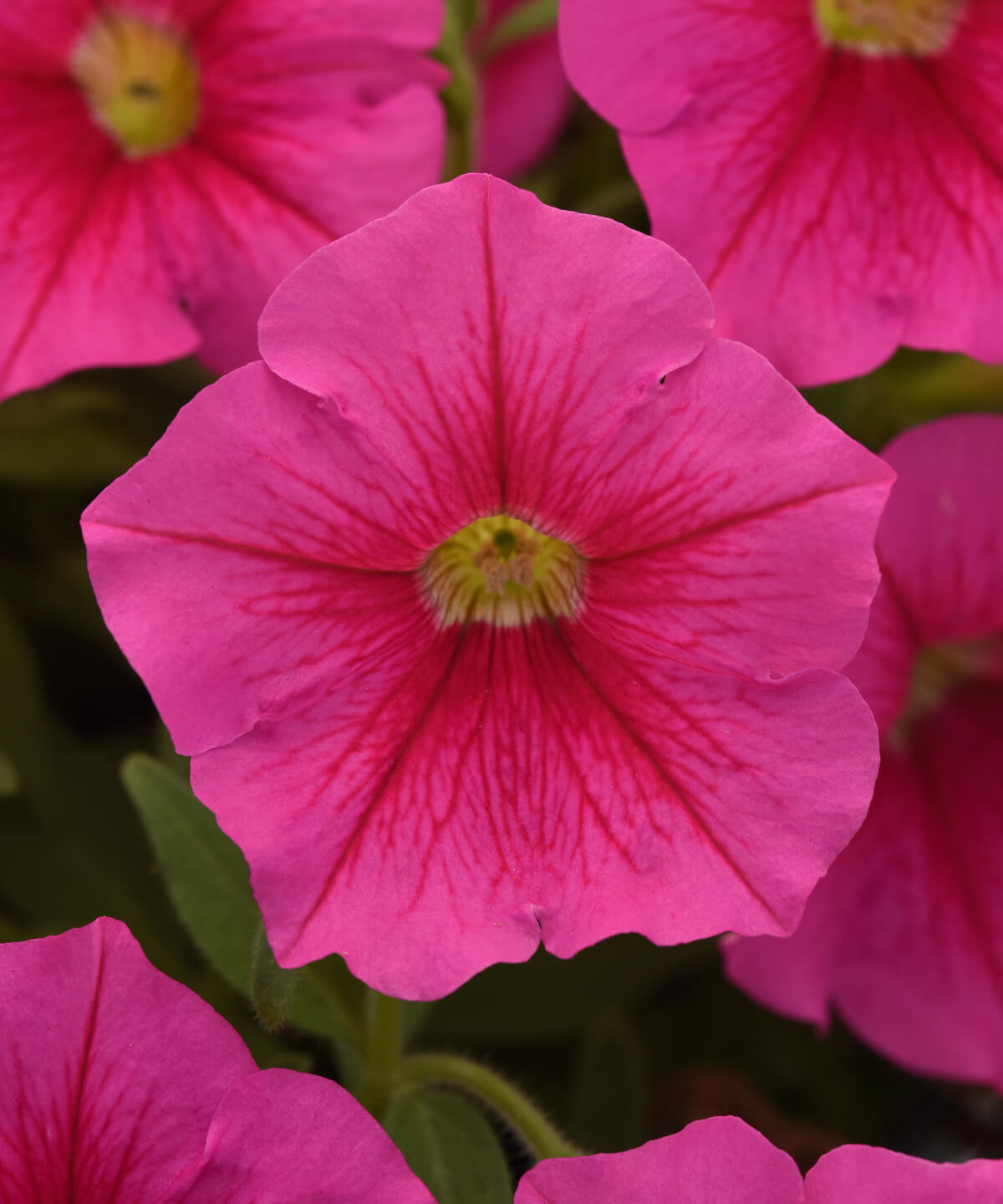 Image of Petunia