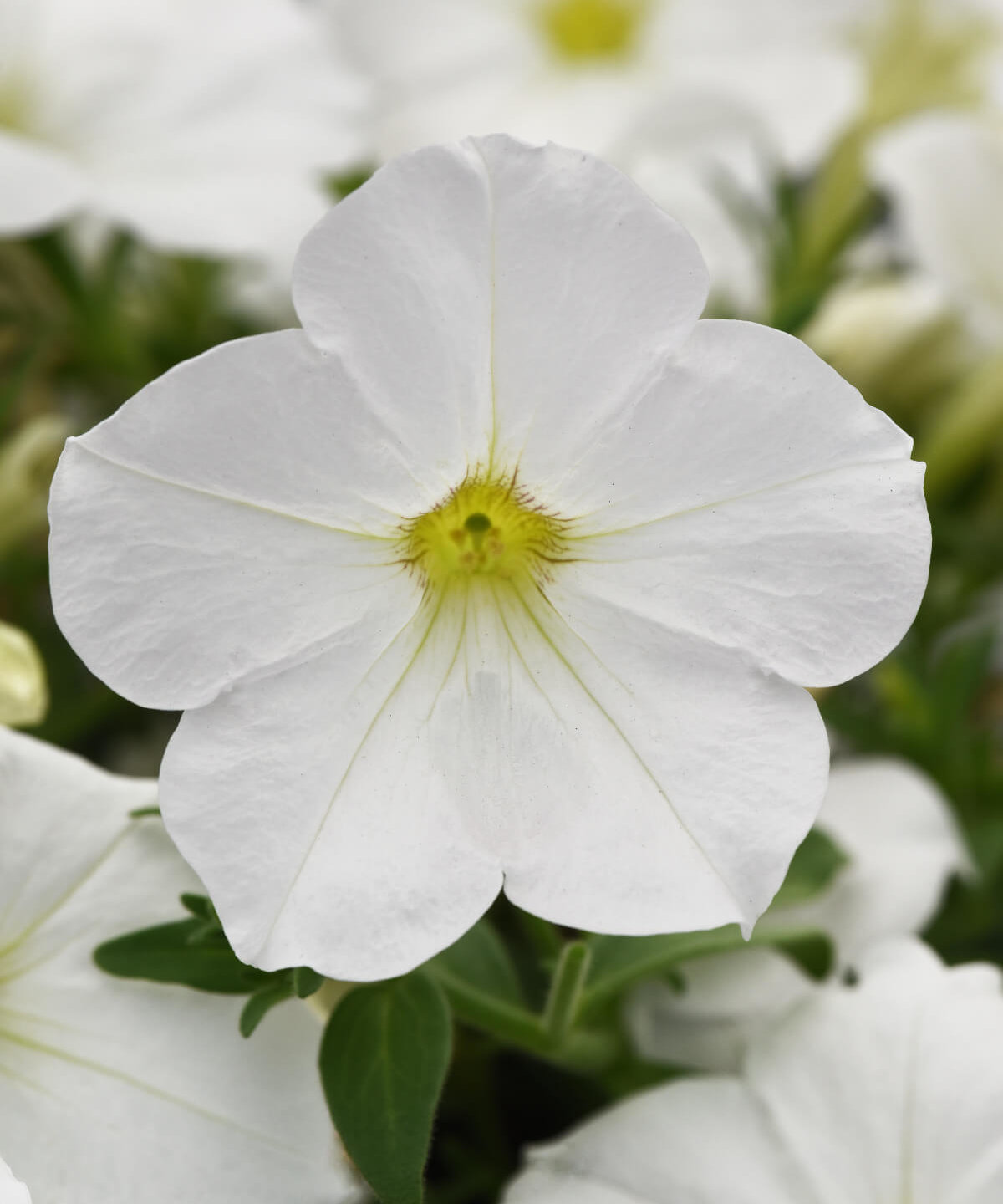 Image of Petunia