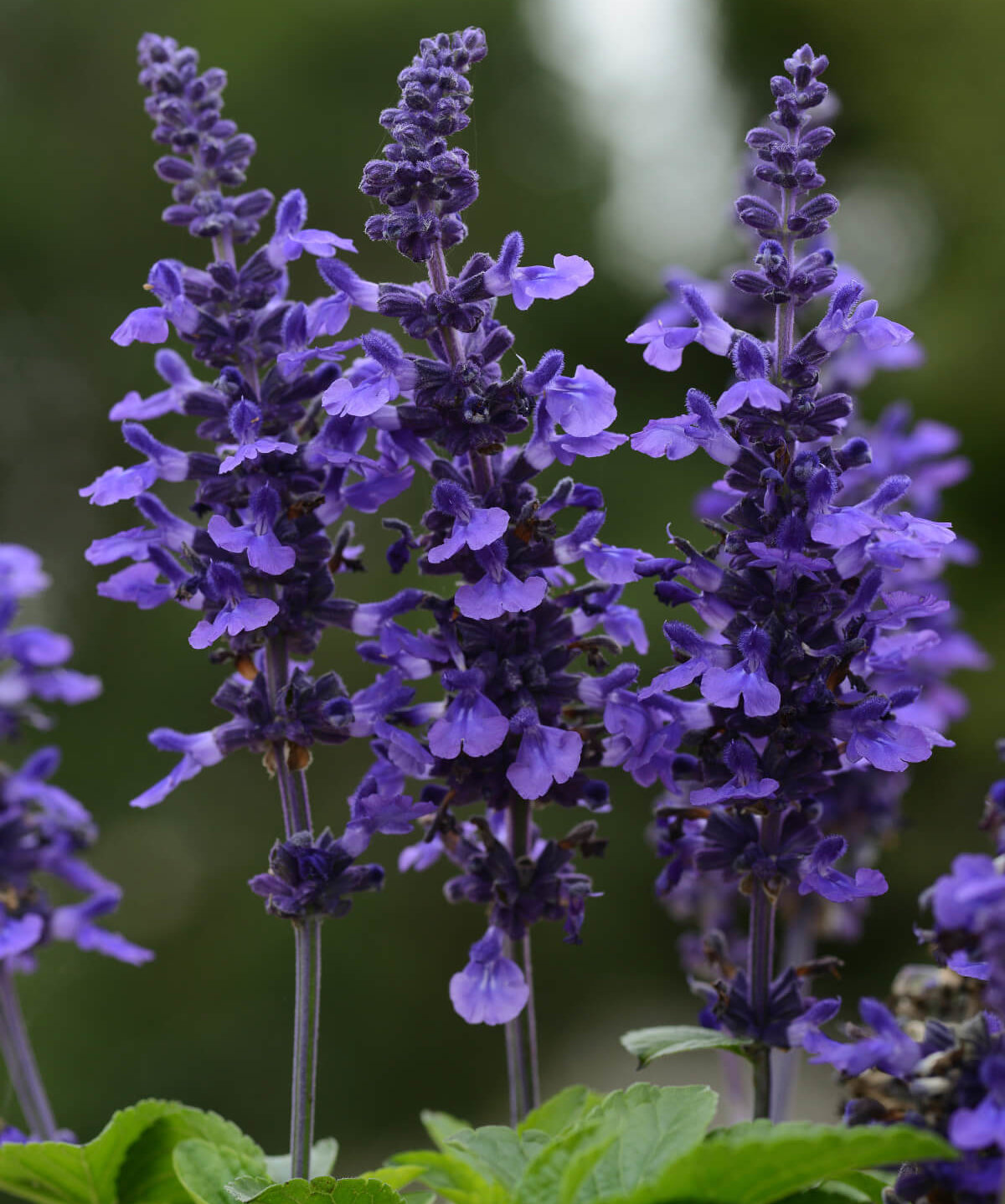 Image of Salvia
