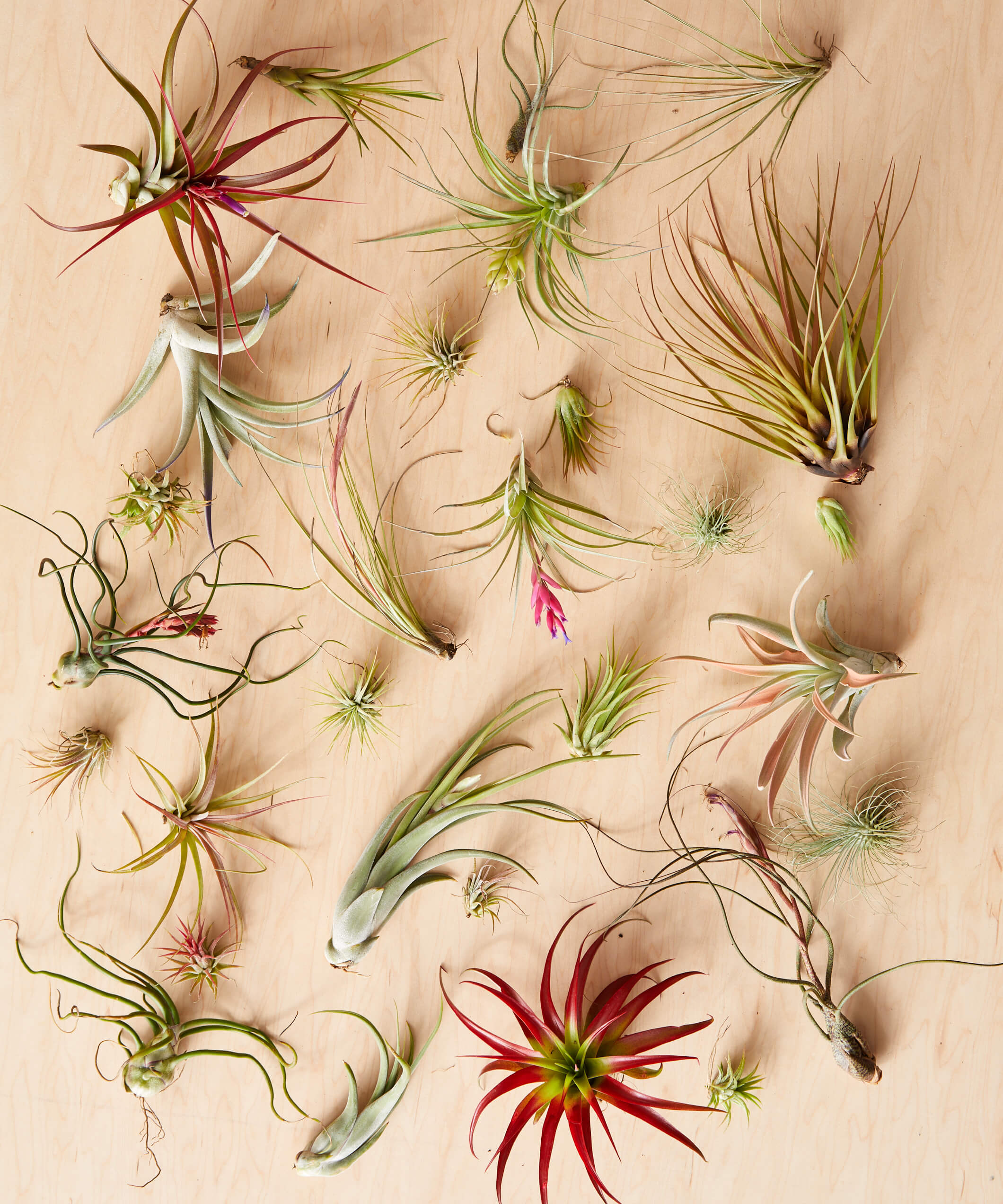 large variety of air plants